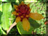06 flower on propriety 1.jpg (243012 bytes)