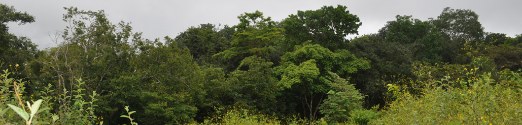 Carrillo beach project including forest